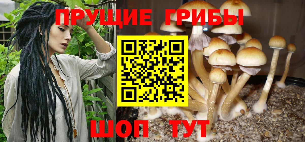 Тайшет  Галлюциногенные грибы MAGIC MUSHROOMS  Вход с VPN 